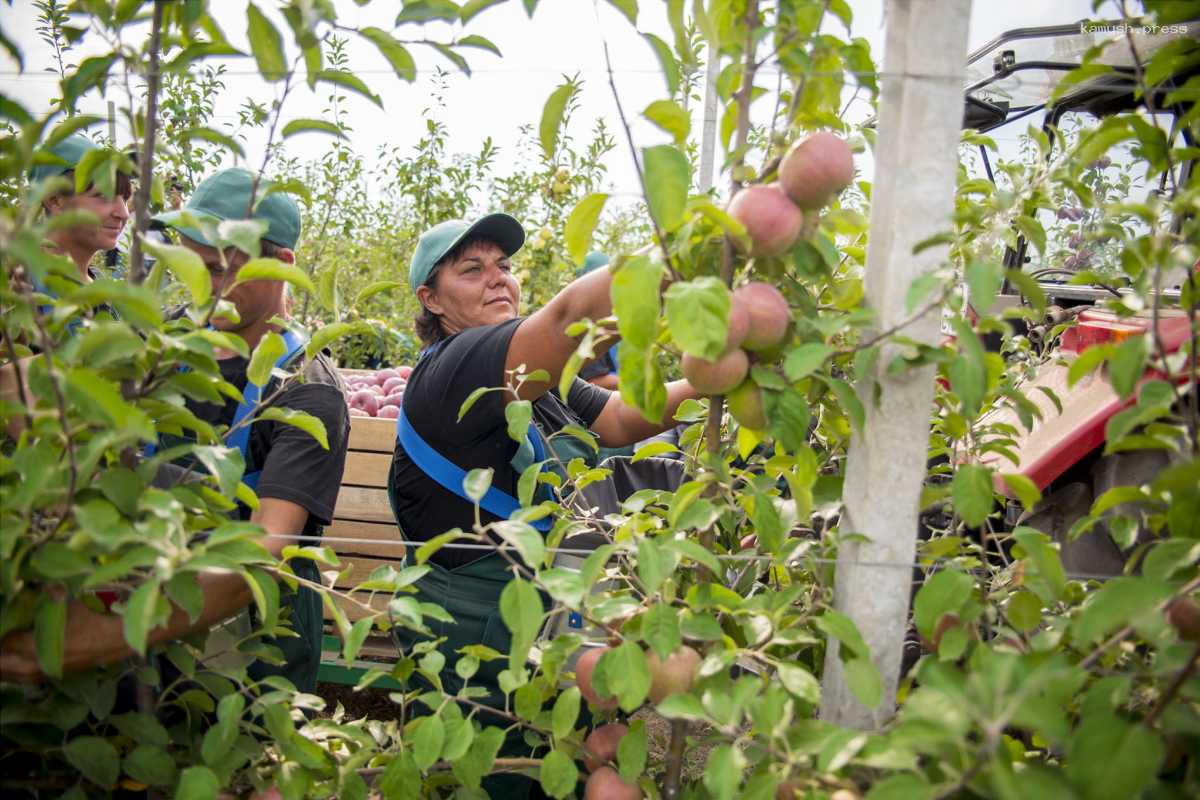 В Адыгее под выращивание многолетних культур отдадут дополнительные 120 га земли
