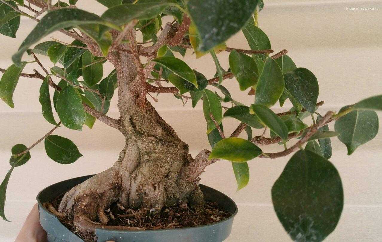 Легенду о растениях-алкоголиках развенчал волгоградский ученый