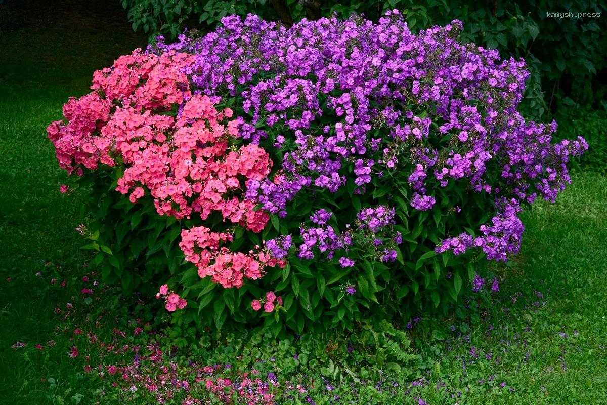 Российские селекционеры вывели более 30 новых сортов цветов