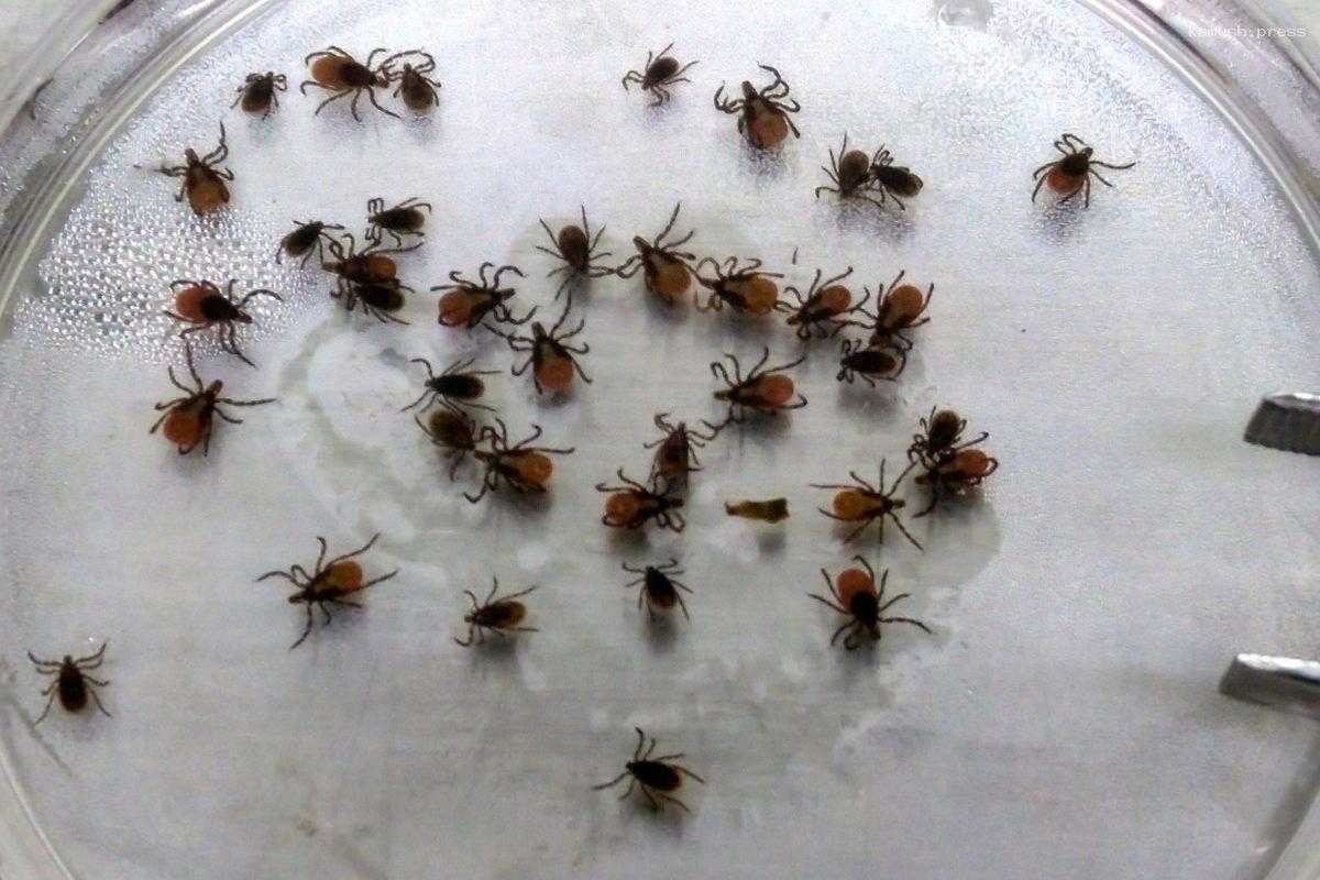 Миллионы клещей пытались ввезти в Белоруссию из Брянской области