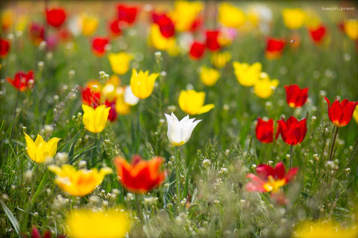 В Калмыкии с 12 апреля можно будет прогуляться по экомаршруту «Тюльпаны Маныча»