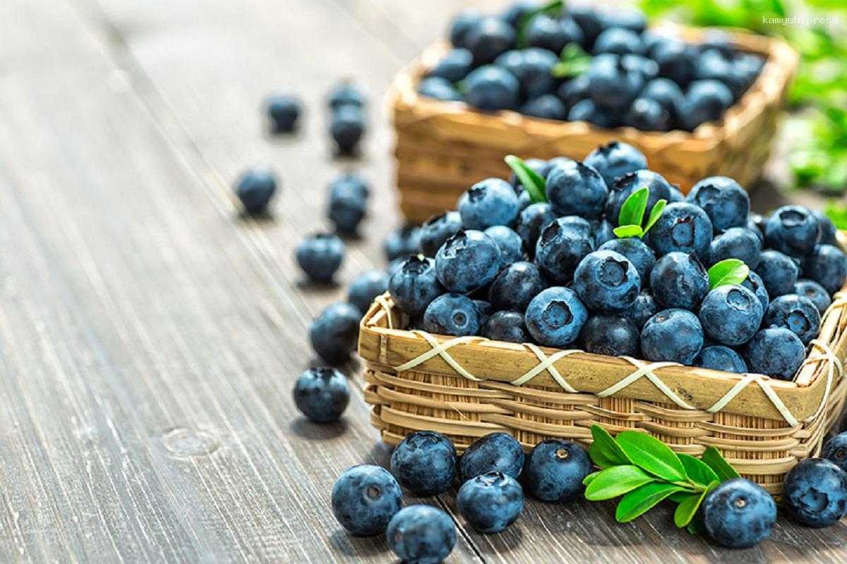 Ученые доказали пользу экстракта чернили для мозга