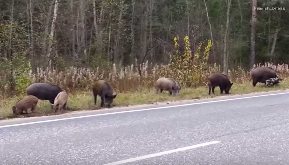 Костромских водителей предупреждают об опасности, которую несут бесстрашные дикие кабаны