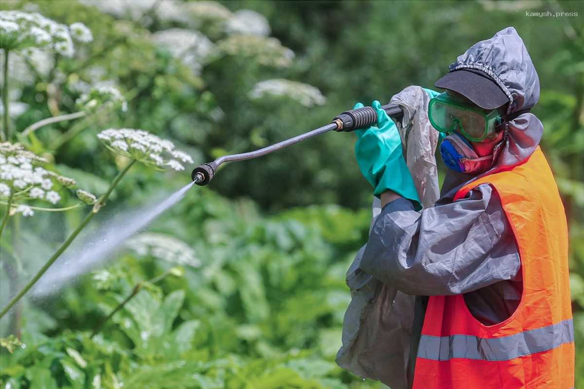 В г.о. Щелково с 1 мая начнут обрабатывать территории от борщевика