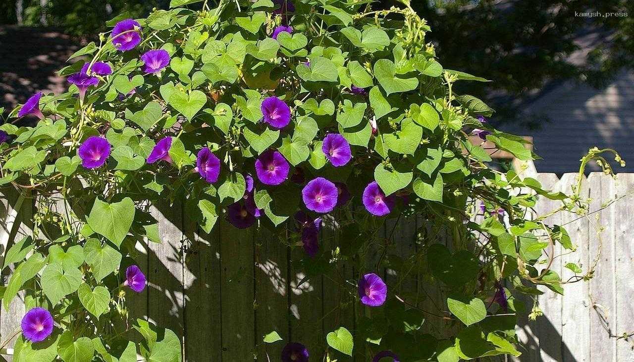 Костромичи, выращивающие на даче вьюнок, могут попасть под уголовную ответственность