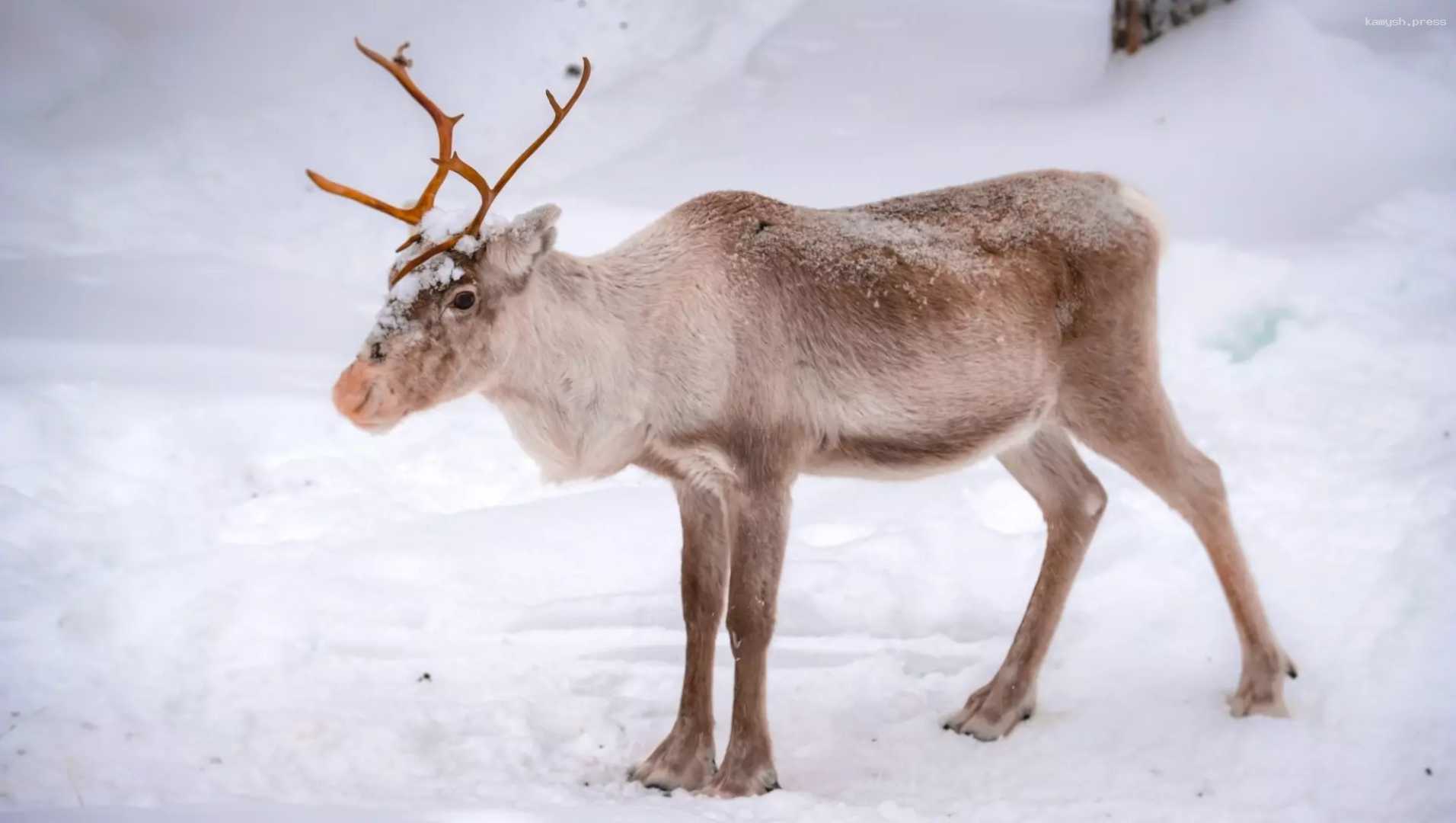 Стало известно, как будут защищать оленей от волков на севере Хабаровского края