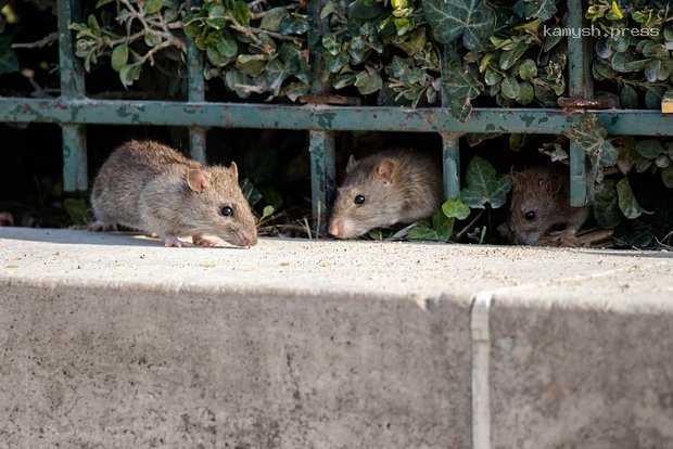 В Европе обнаружили десятки случаев заболевания новой редкой болезнью