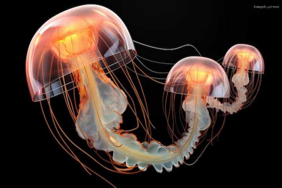 На берегах пляжей Антальи заметили медуз внушительных размеров