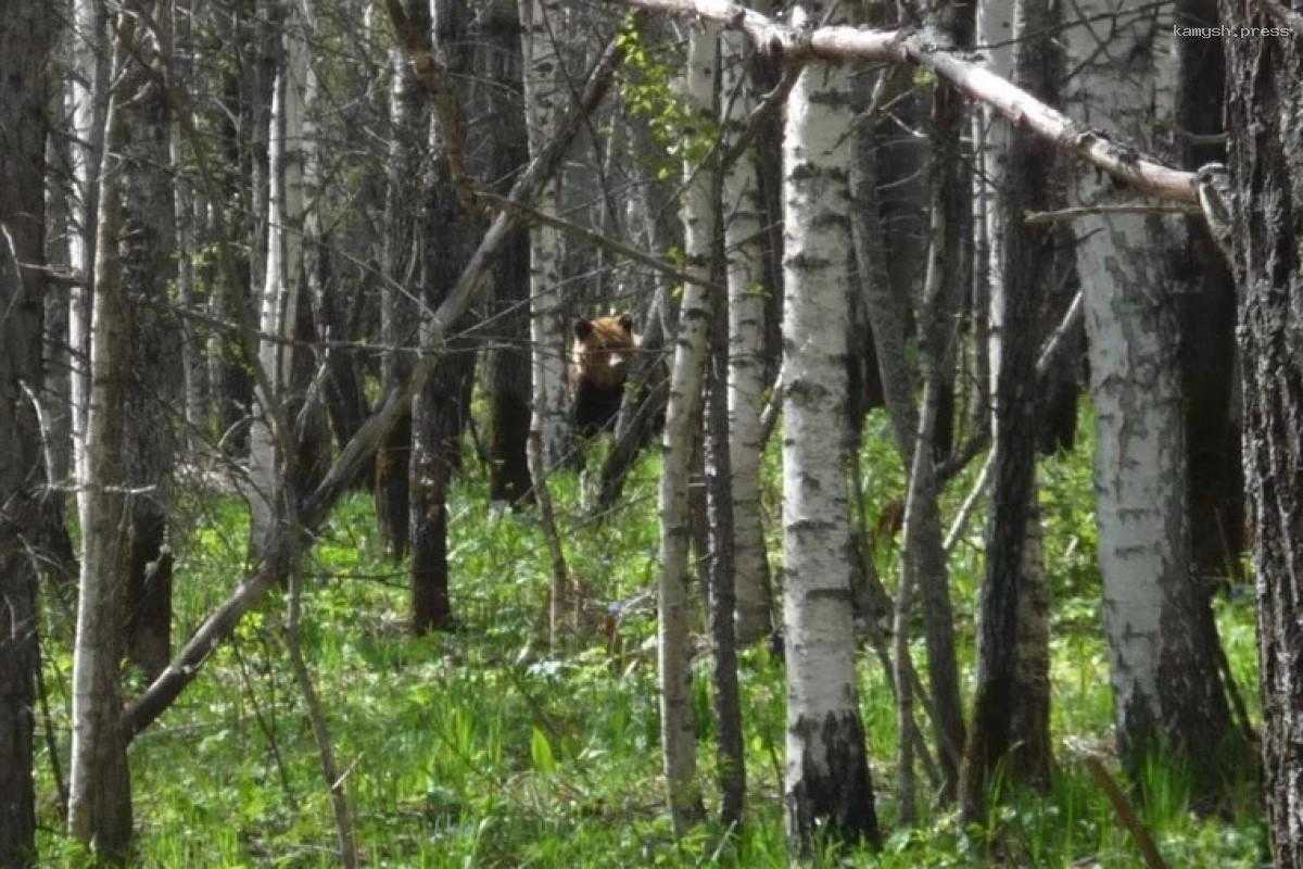 Специалисты нацпарка советуют создавать шум, чтобы избежать встречи с медведем