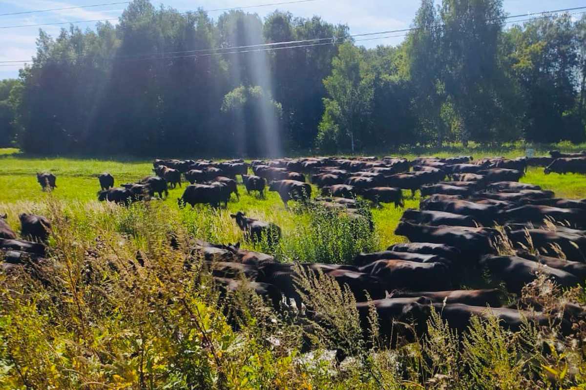 Корова из г.о. Пушкинский стала рекордсменкой по молочной продуктивности