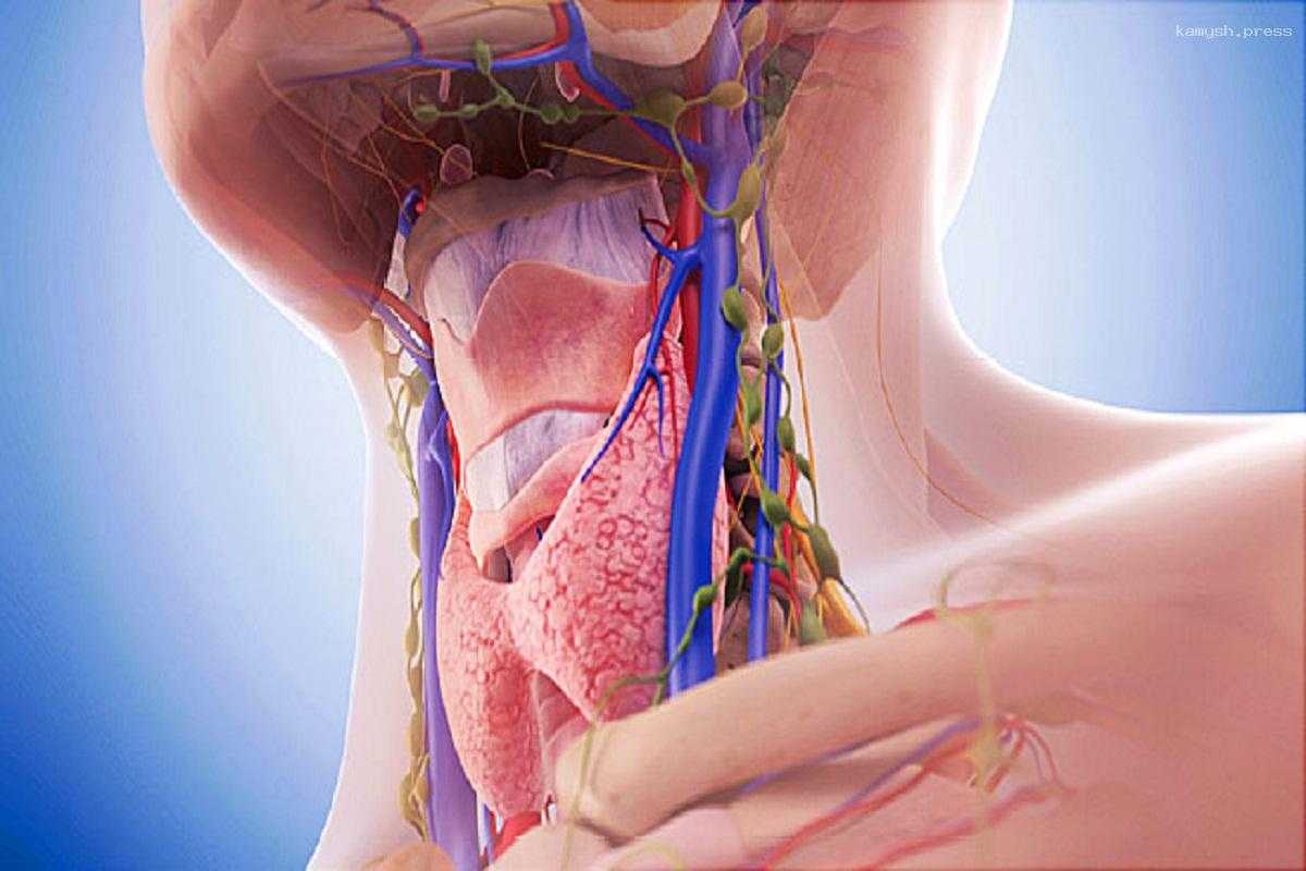 Кардиолог Иванов предупредил, что нарушения работы щитовидной железы могут повысить холестерин