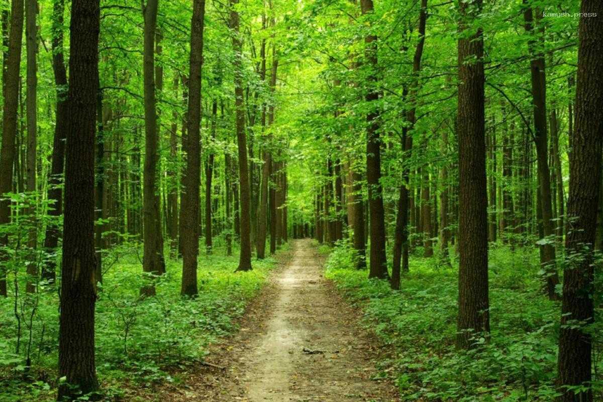 Жителям Курской области запретили ходить в лес