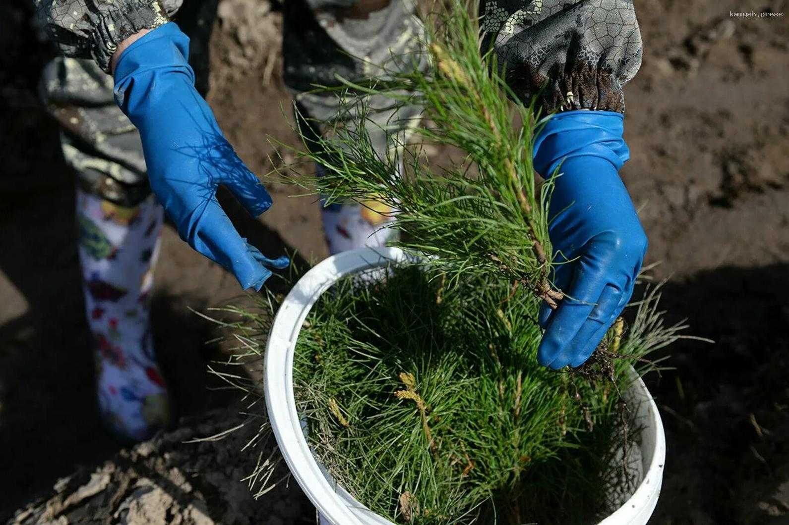 4,5 млн сеянцев сосны, кедра и ели высадят в Хакасии