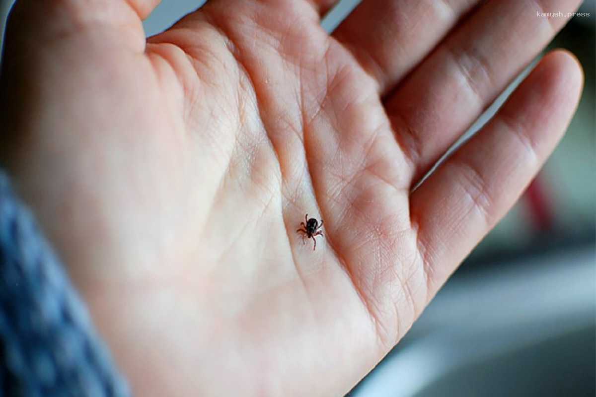 Ученые выяснили, людям с какой группой крови стоит опасаться клещей