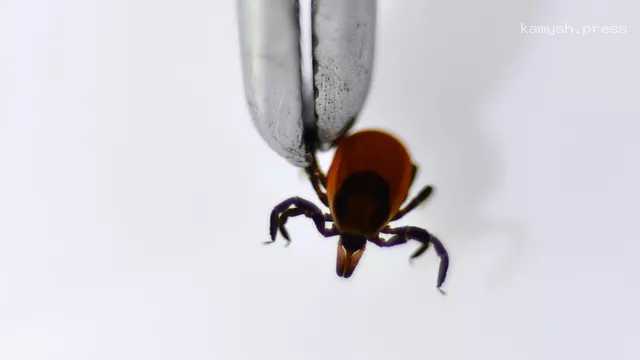 Врач поделился, что нужно делать при обнаружении на себе «присосавшегося» клеща