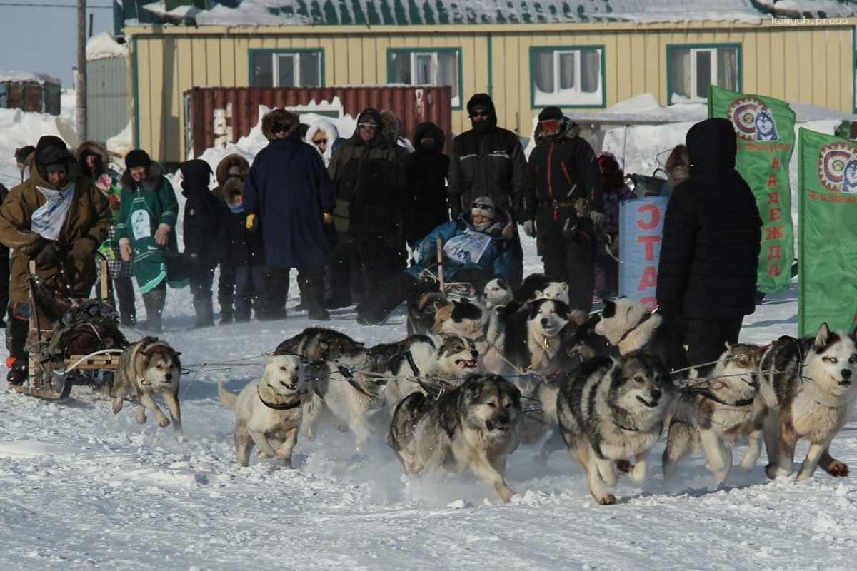 На Чукотке стартовала гонка на собачьих упряжках длиной в 620 км