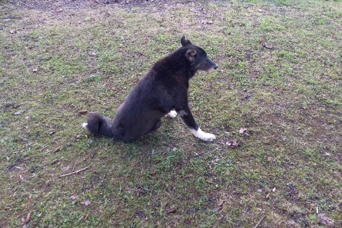 Фотографии убитой в Подмосковье собаки отправили на фотоэкспертизу