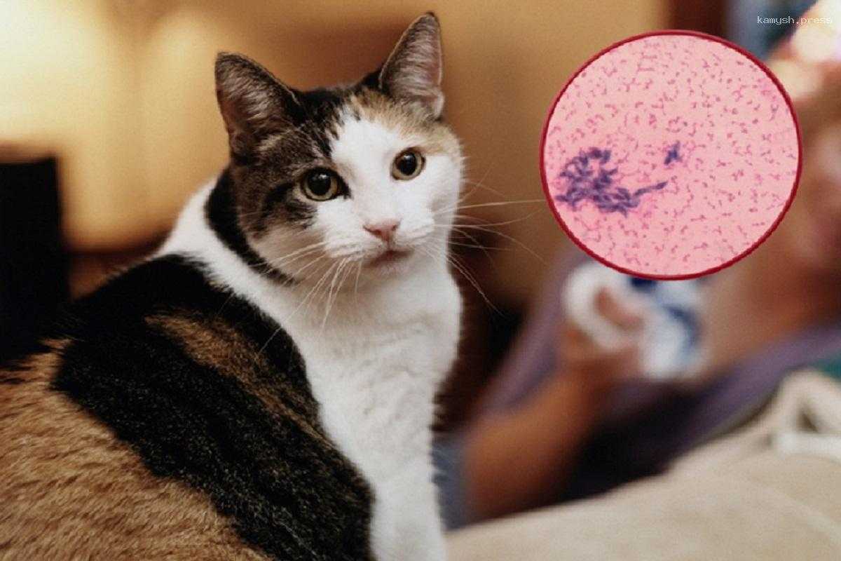 Фельдшер Балан рассказала, стоит ли человеку бояться кошачьего токсоплазмоза