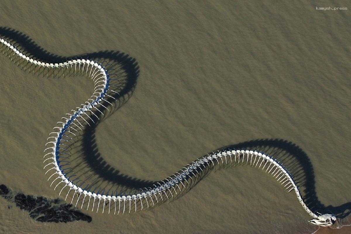 Ученые предположили, что африканские и азиатские змеи-мадцоиды произошли родом из Индии