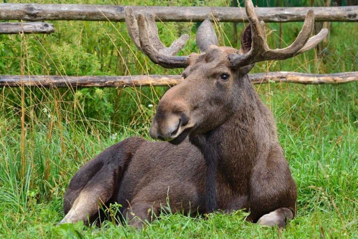 В Костроме нашли лосиху-долгожительницу