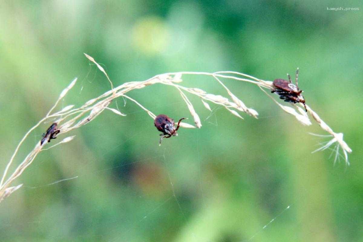 В Смоленской области на 60 % выросло количество нападений клещей на людей