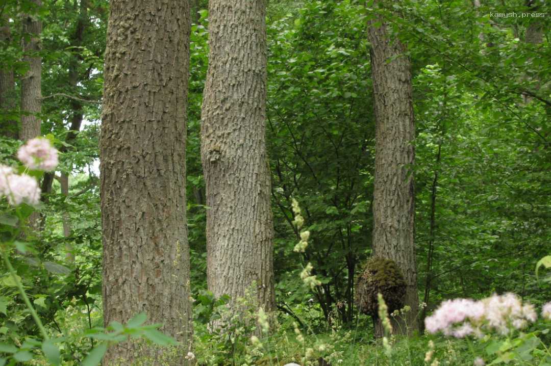 В Белоруссии оценили ущерб экосистеме Беловежской пущи из-за политики Польши