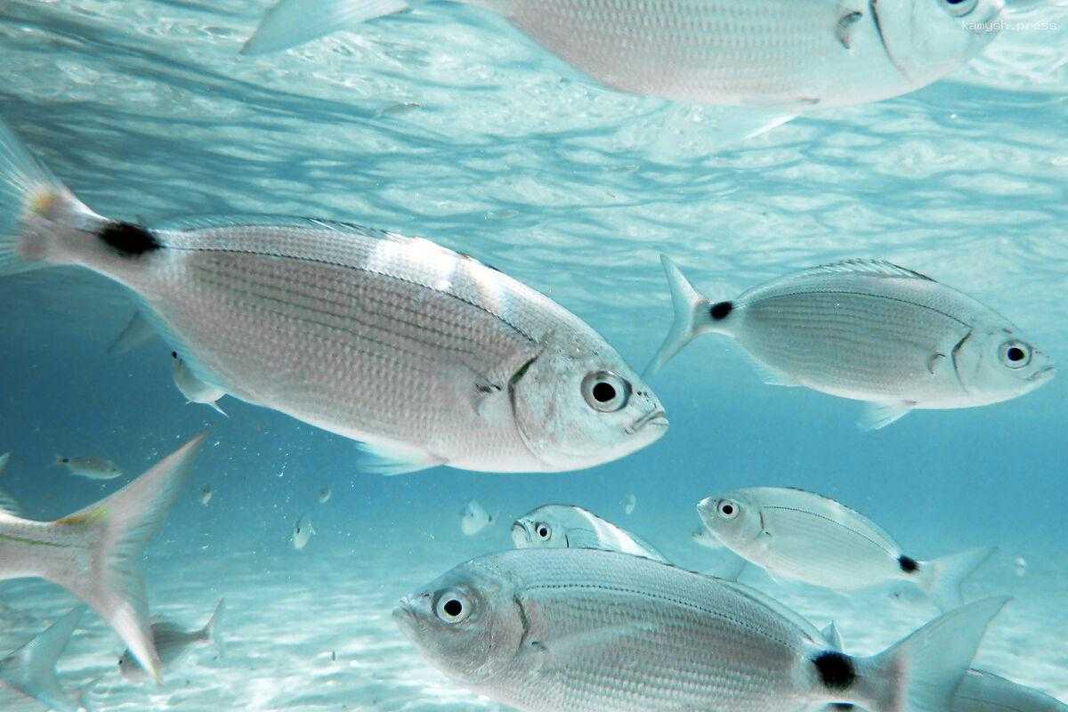 Новый способ экстракции микропластика из органов рыбы разработали в Томске