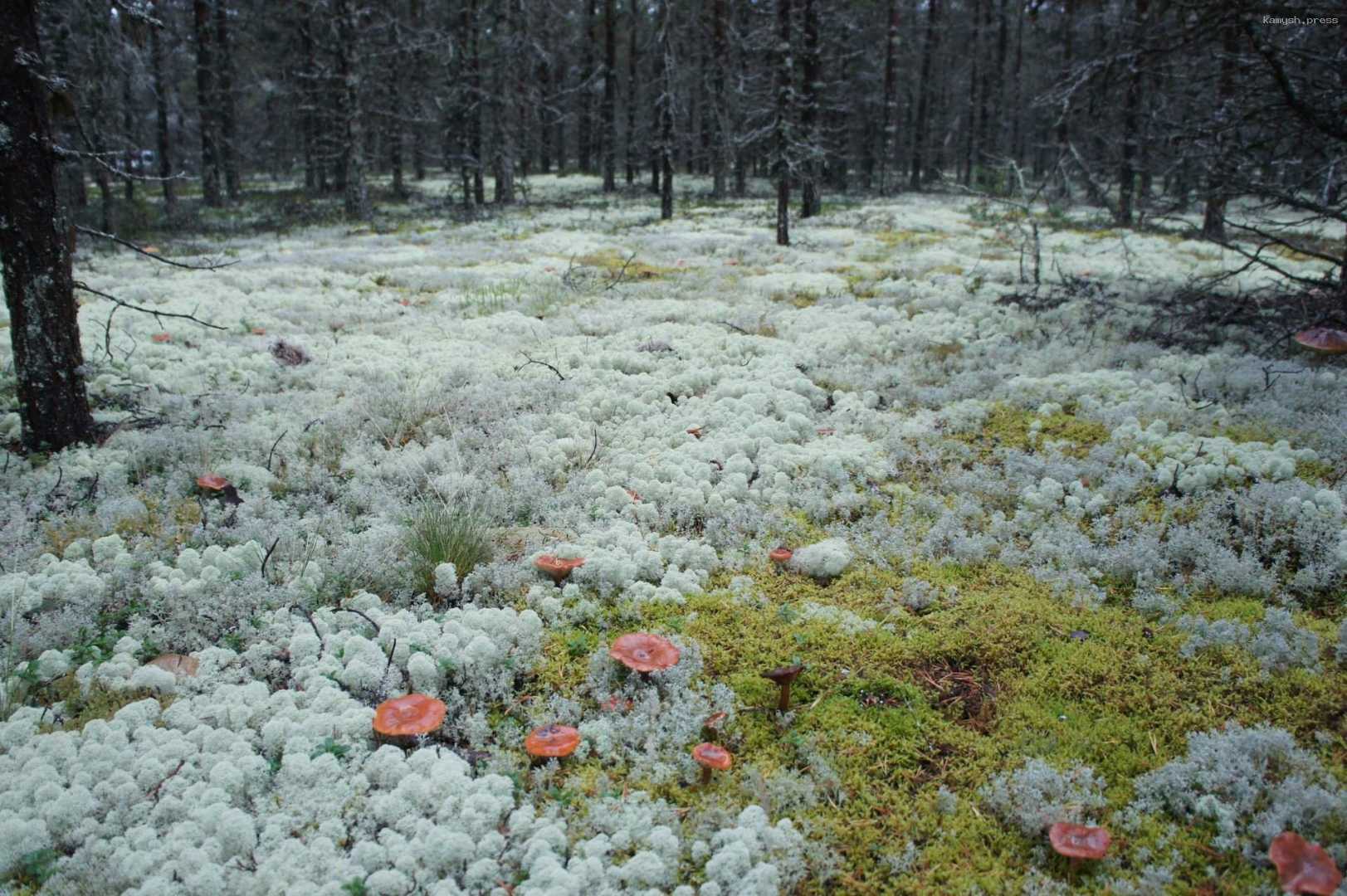Новый памятник природы регионального значения появится в Югре