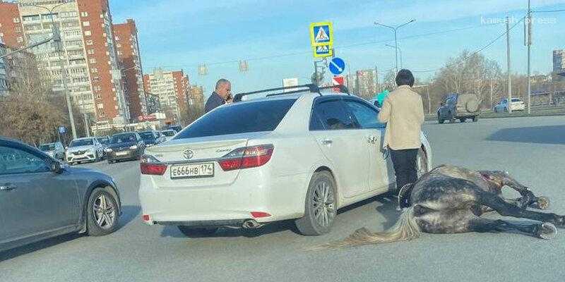 ГИБДД не нашла нарушений со стороны водителя Toyota Camry, сбившей лошадь на перекрестке в Челябинске