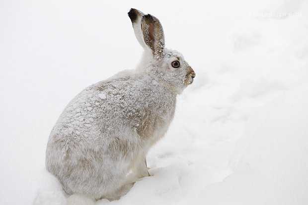 С российского атомохода впервые получилось сфотографировать полуметрового арктического зверя