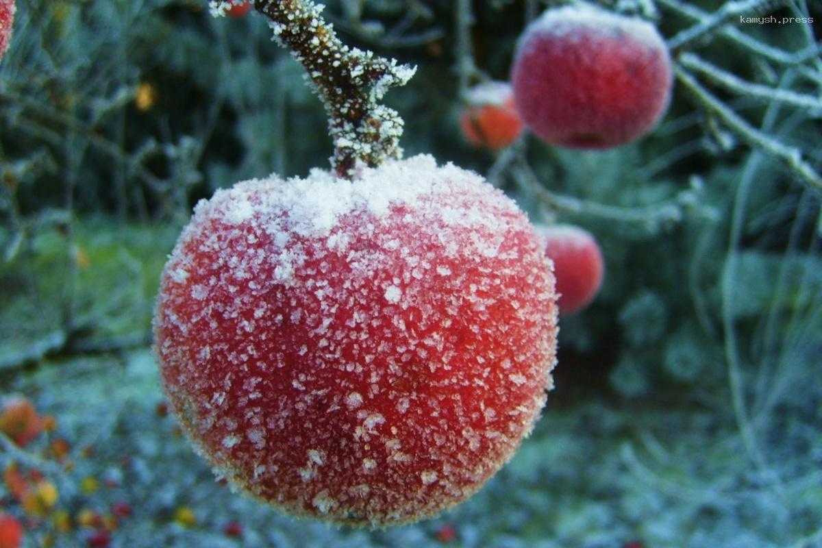 Соки и детское пюре подорожают из-за заморозков