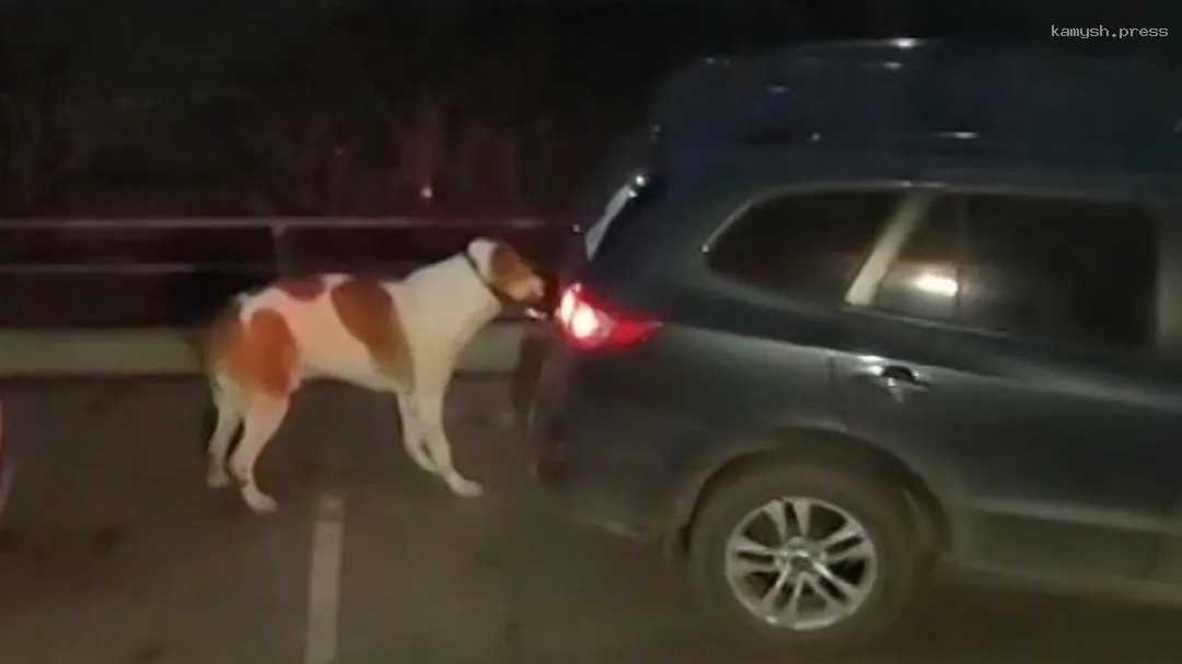 Стало известно, как хозяйку алабая из Красноярска могут наказать за жестокий трюк