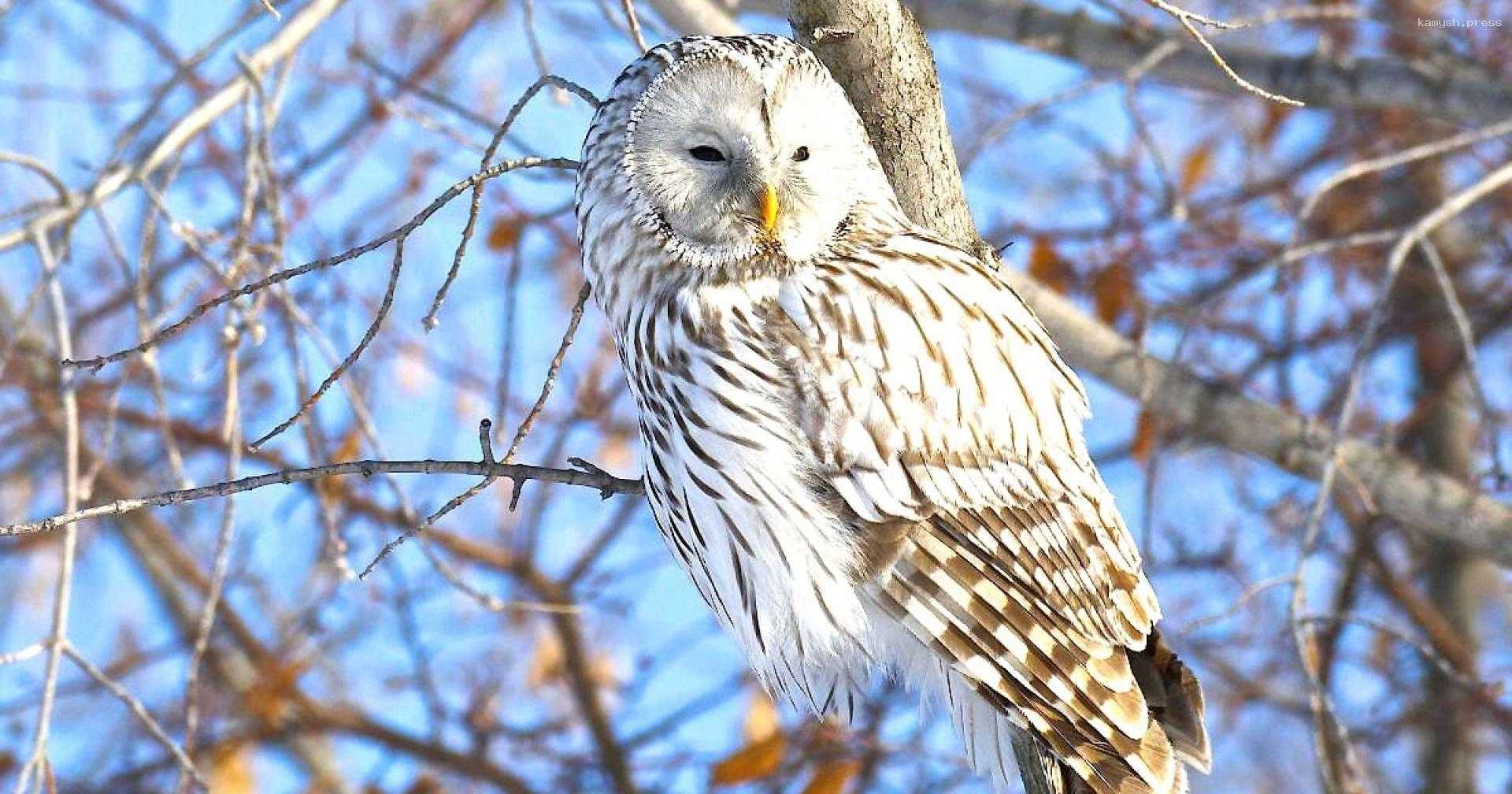 Сычи и совы не спешат покидать центр Петербурга