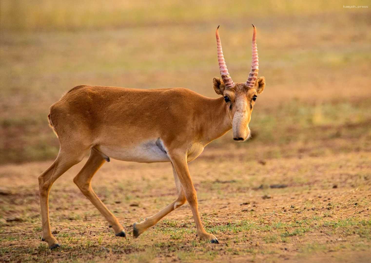 В Астраханской области выпустили на волю очередную краснокнижную антилопу