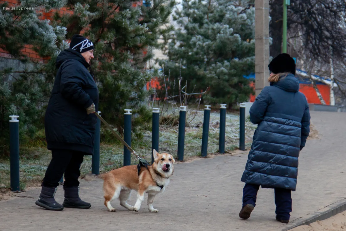 На регистрацию собак в Татарстане собираются выделить 15 минут