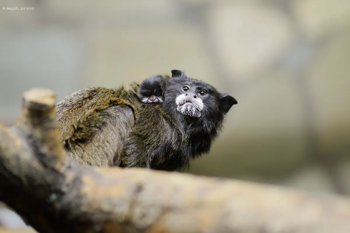 В Ленинградском зоопарке рассказали о тамарине-долгожителе по имени Каролина