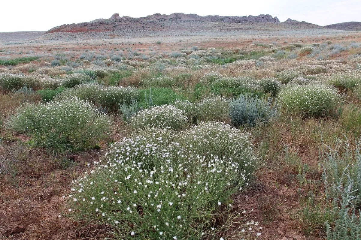 Астраханские ученые открыли новое растение