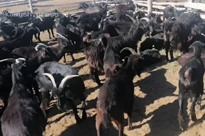 В Туве зарегистрировали новую пуховую породу коз