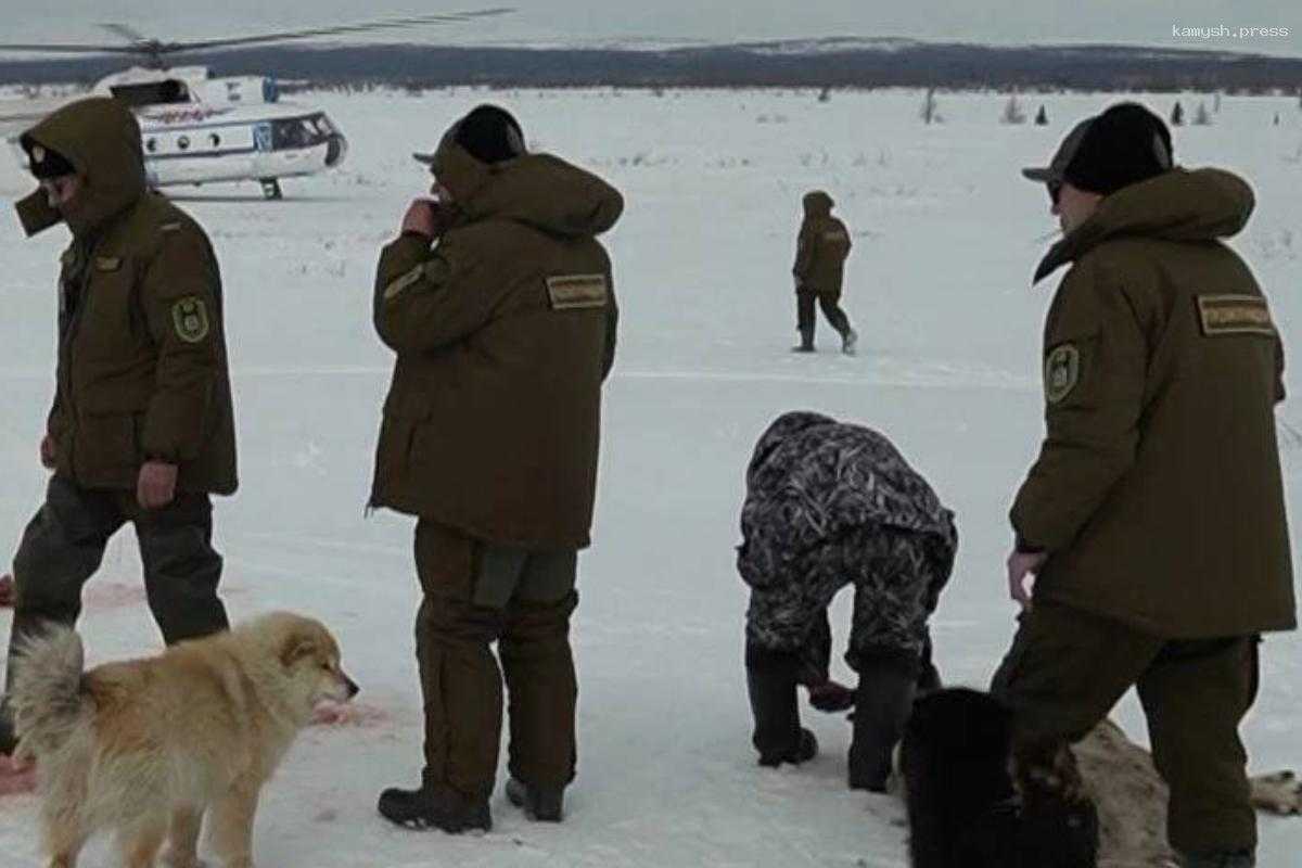 В Приуральской тундре разыгралась трагедия с северными оленями