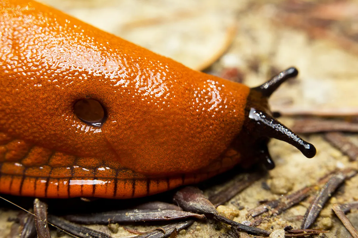 Нашествие гигантских слизней напугало петербуржцев
