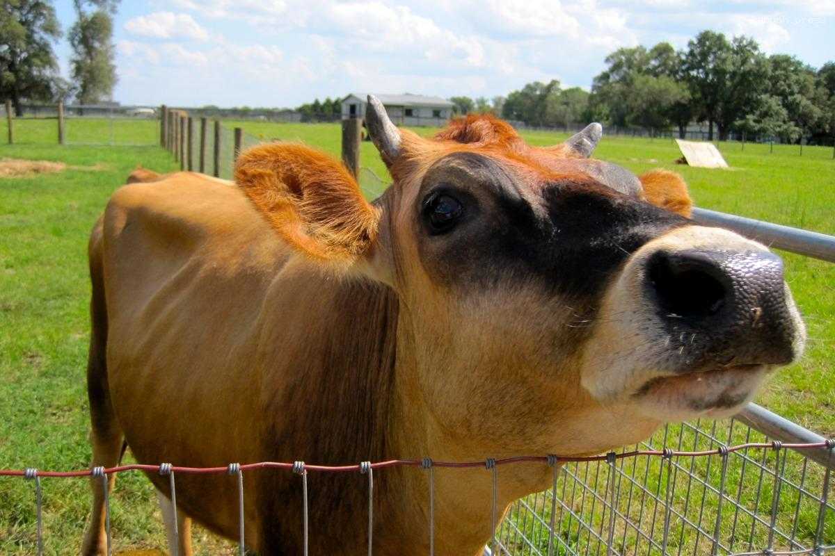 Российские ветеринарные противовирусные препараты могут заменить зарубежные антибиотики