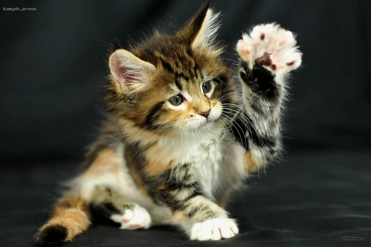 Зоозащитник из Подмосковья рассказал о том, где, возможно, живёт серийный зоофил из города Люберцы