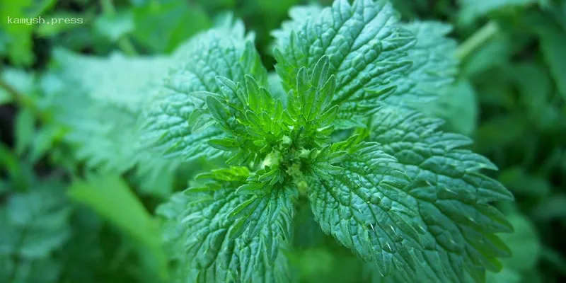 В Калифорнии спасали женщину, которую парализовало на горной тропе после полученного ожога в зарослях крапивы