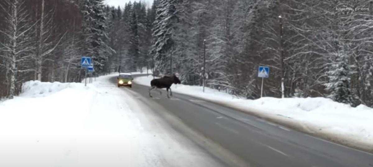 Суд взыскал с жителя Новосибирской области 80 тысяч рублей за сбитого лося