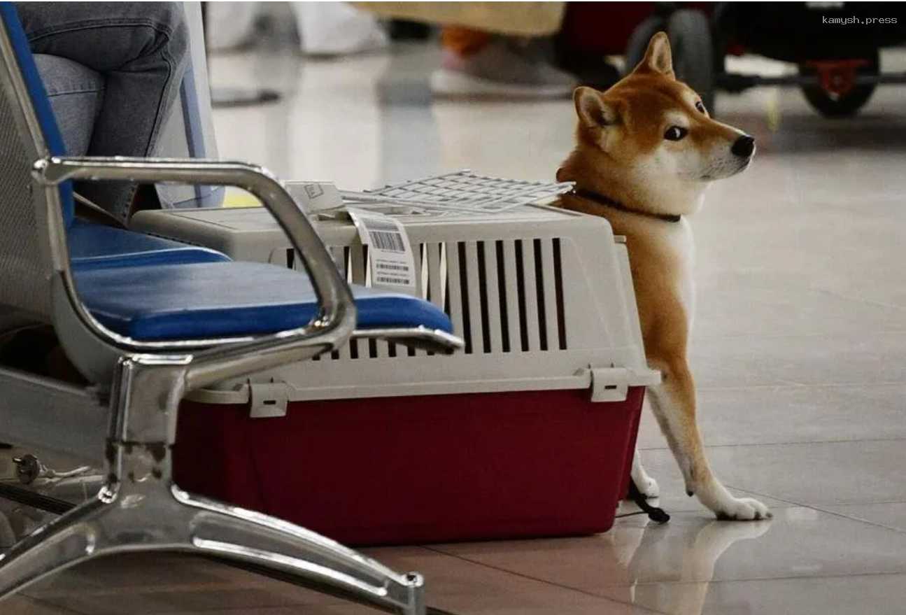 Зооэксперты рассказали, как подготовить питомца к авиаперелету