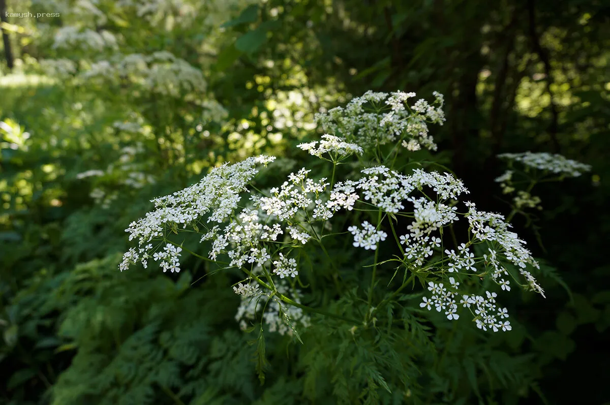 В Купчино нашли растущий болиголов пятнистый, который является чистым ядом
