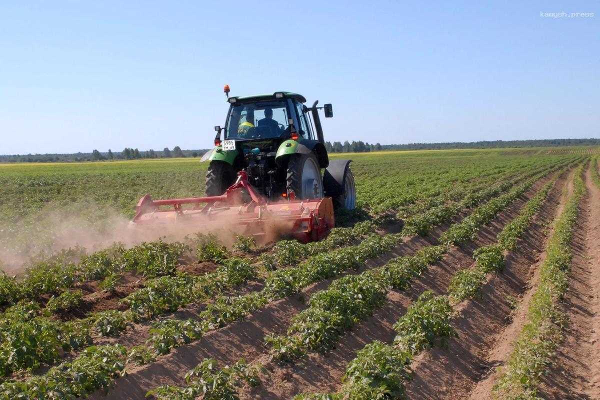 В Тверской области перевыполнили план по севу пшеницы