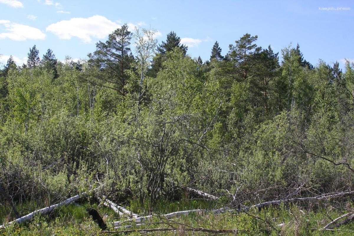 Лесозаготовки древесины приносят Брянщине миллионные доходы