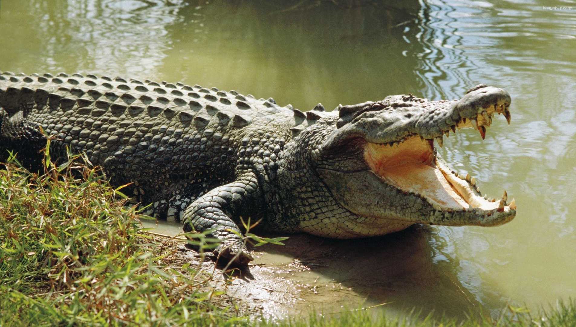 Поиски пропавшей женщины привели полицию Техаса к аллигатору, терзавшему ее останки