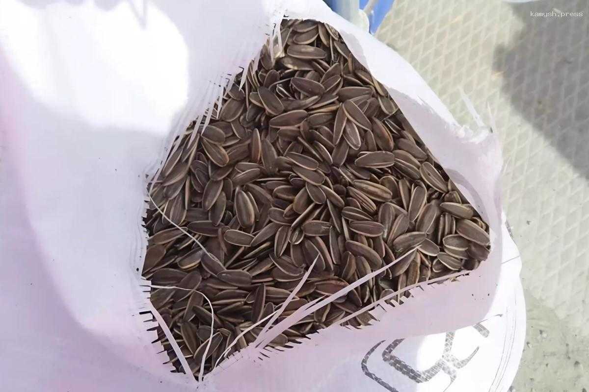 На 192 млн рублей завезли семян в Челябинскую область